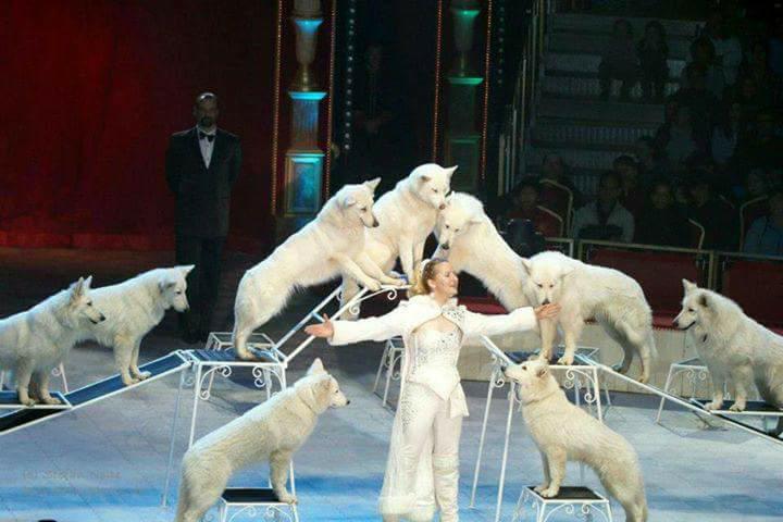 Exit Cirkusz Rafaela Honden fehér farkasok